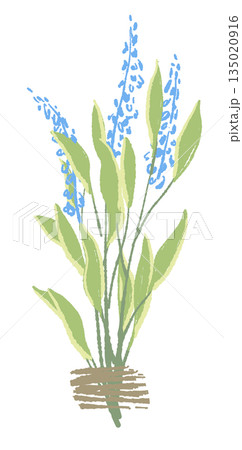 17_セージ_01 17_セージ_01 135020916