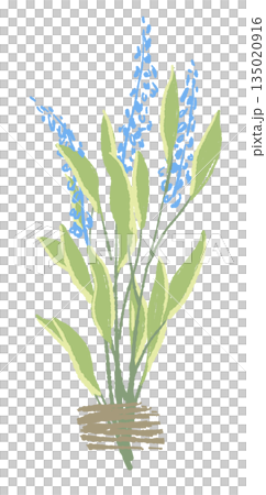 17_セージ_01 17_セージ_01 135020916