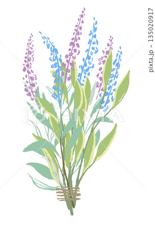 17_セージ_01 135020917