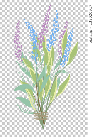 17_セージ_01 135020917