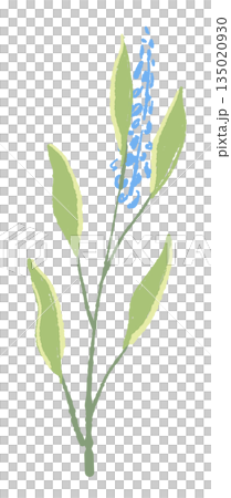 17_セージ_02 135020930