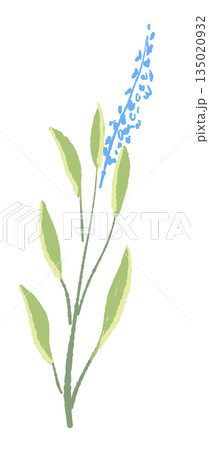 17_セージ_02 135020932