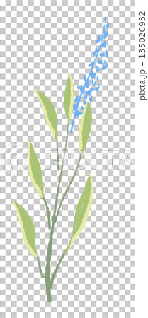 17_セージ_02 135020932