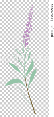 17_Sage_02 135020933