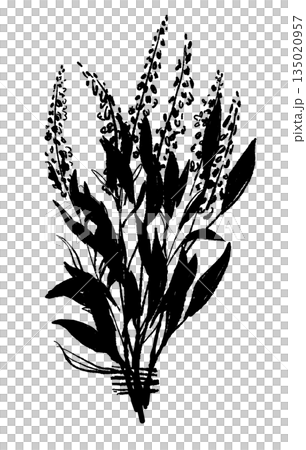 セージの手書きモノクロイラスト素材 135020957