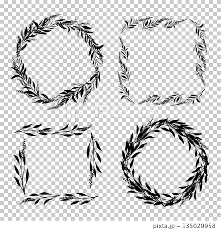 手繪單色插圖，描繪的是鼠尾草 135020958