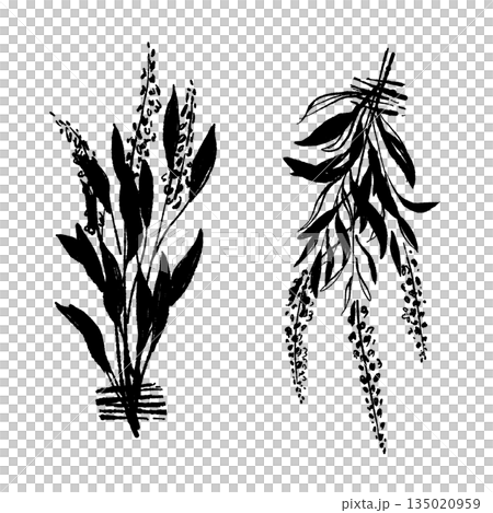 手繪單色插圖，描繪的是鼠尾草 135020959