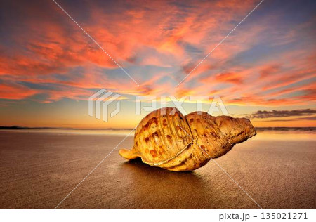 Pacific Trumpet Shell Beach Colorful Sunset Pacific Trumpet Shell Beach Colorful Sunset 135021271