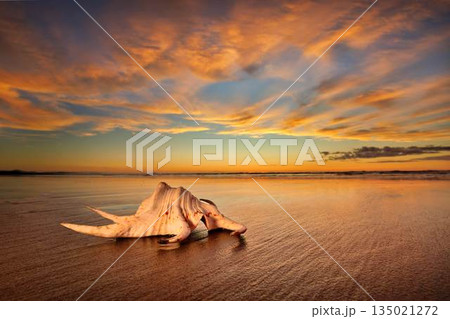 Sea Shell By The Sea Reflection Sands Sea Shell By The Sea Reflection Sands 135021272