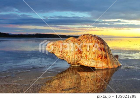 Pacific Trumpet Shell On The Sea Reflection Sands Pacific Trumpet Shell On The Sea Reflection Sands 135021299