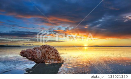 Pacific Trumpet Shell on a New Zealand Flat Wet Beach 135021339