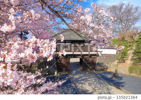 【長野県】晴天の小諸城址の三之門と満開の桜 【長野県】晴天の小諸城址の三之門と満開の桜 135021364
