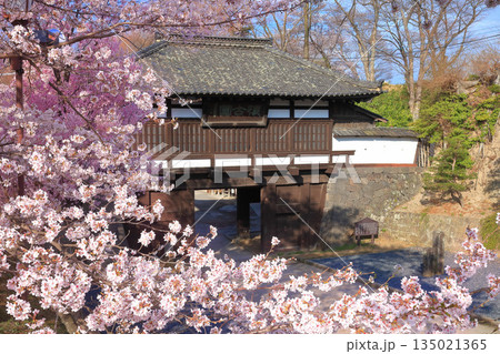 【長野県】晴天の小諸城址の三之門と満開の桜 135021365