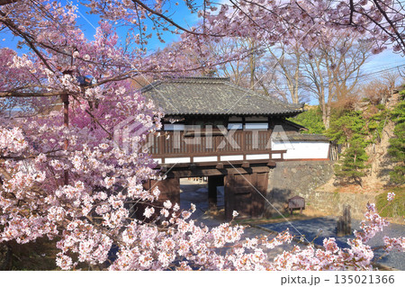 【長野県】晴天の小諸城址の三之門と満開の桜 【長野県】晴天の小諸城址の三之門と満開の桜 135021366