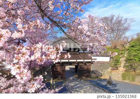 【長野県】晴天の小諸城址の三之門と満開の桜 135021368