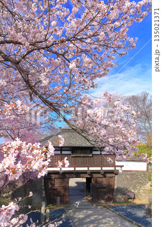 【長野県】晴天の小諸城址の三之門と満開の桜 135021371