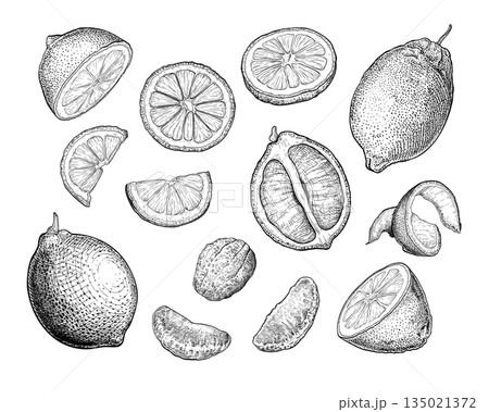 Lemon set handdrawn sketch 1 Lemon set handdrawn sketch 1 135021372