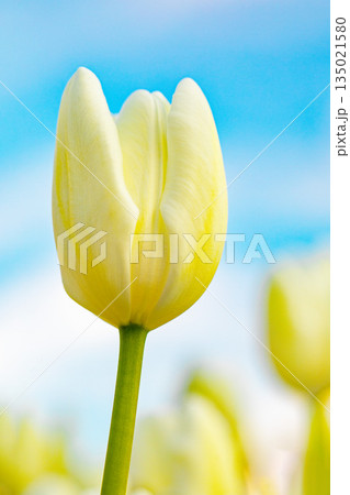 家の周りの草花　四季の色々　植物園の花壇に美しい早咲きのチュウリップの花が咲きました 135021580