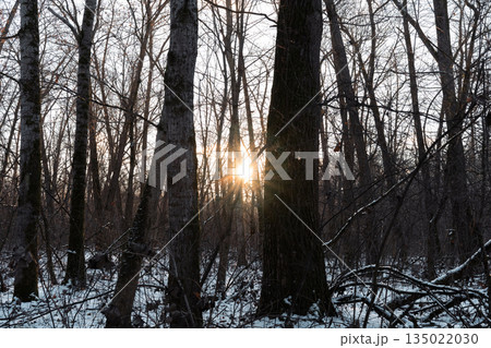 Close up sunset winter forest 135022030