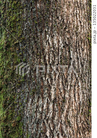 Tree Bark with Moss and Snow Natural Texture Close-Up 135022031