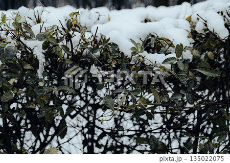 Snow and Water Drops on Autumn Leaves 135022075