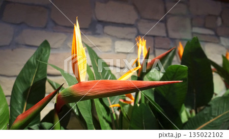 Strelitzia Reginae flower closeup bird of paradise flower. Madeira island 135022102