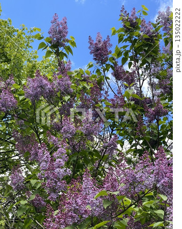 Purple lilac blossoms on a tree with fresh green leaves against a bright blue sky background Purple lilac blossoms on a tree with fresh green leaves against a bright blue sky background 135022222
