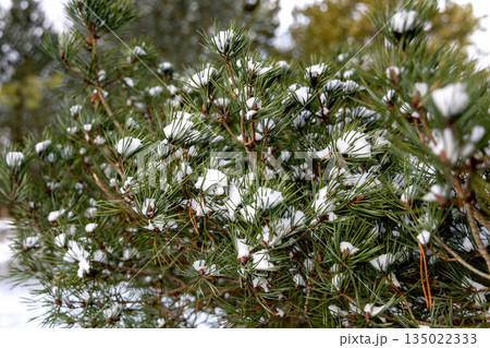 Winter scene with snowy pine tree branch closeup 135022333
