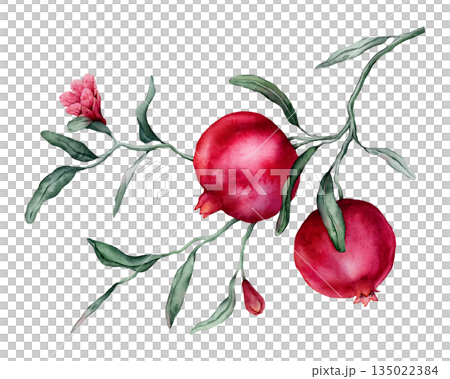 Pomegranate Fruit Branch with flower. Hand drawn watercolor illustration of red tropical Food on white isolated background. Drawing of pink red pomegranate tree with leaves. Sketch of juicy for menu. 135022384