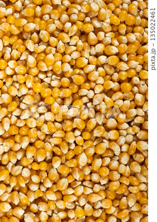 Background texture of dried organic maize seeds, raw yellow corn kernels for popcorn 135022461