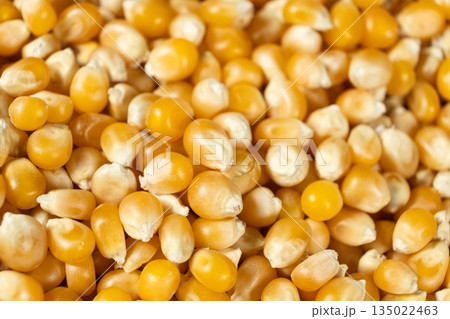 Macro shot of raw yellow corn kernels for popcorn. 135022463