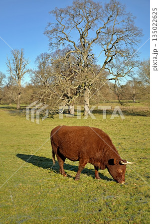 Red Devon cow in a field 135022625