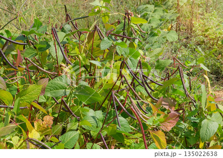 Rural scene. Vigna mungo seed head in meadow in sunny day. Black matpe plant in gardening. Organic plant in farming. 135022638