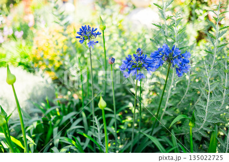 Blue agapanthus africanus flowers blooming in garden with soft background blur. Ornamental planting, seasonal flowering, ecological balance and calm outdoor atmosphere inspired by botanical beauty 135022725