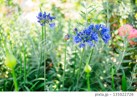 Blue agapanthus africanus flowers blooming in garden with soft background blur. Ornamental planting, seasonal flowering, ecological balance and calm outdoor atmosphere inspired by botanical beauty 135022726