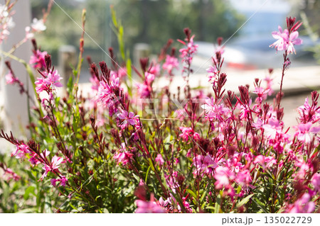 Pink gaura lindheimeri flowers blooming in garden with soft background blur. Natural landscaping, seasonal flowering, ecological balance and calm outdoor atmosphere inspired by ornamental plants 135022729