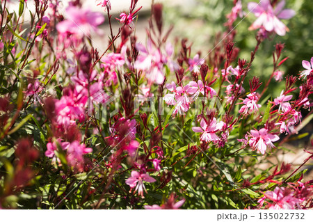 Pink gaura lindheimeri flowers blooming in garden with soft background blur. Natural landscaping, seasonal flowering, ecological balance and calm outdoor atmosphere inspired by ornamental plants Pink gaura lindheimeri flowers blooming in garden with soft background blur. Natural landscaping, seasonal flowering, ecological balance and calm outdoor atmosphere inspired by ornamental plants 135022732