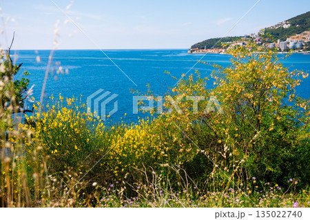 Flowering coastal hillside with Adriatic sea and distant town. Seasonal bloom, natural color contrast, spring summer transition, and peaceful Mediterranean scenery near Budva, Montenegro 135022740