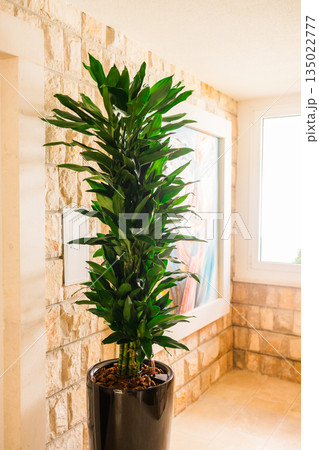 Indoor dracaena fragrans plant in pot inside residential hallway. Interior greenery, calm lifestyle atmosphere, natural home decoration and wellbeing focused living space with balanced light Indoor dracaena fragrans plant in pot inside residential hallway. Interior greenery, calm lifestyle atmosphere, natural home decoration and wellbeing focused living space with balanced light 135022777