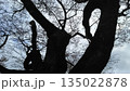 桜の幹のシルエット 135022878