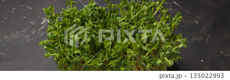 Fresh green pea shoots microgreens growing container healthy nutrition diet fibre superfood Fresh green pea shoots microgreens growing container healthy nutrition diet fibre superfood 135022993