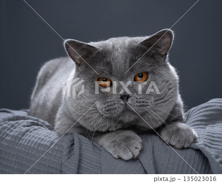 big blue british shorthair breeding cat 135023016