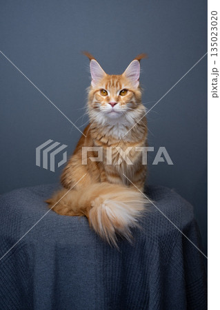 orange maine coon cat on gray background portrait orange maine coon cat on gray background portrait 135023020