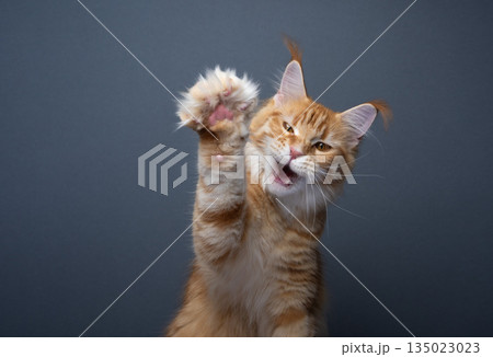 angry maine coon cat raising paw 135023023