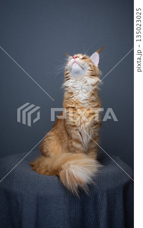 orange maine coon cat on gray background portrait 135023025