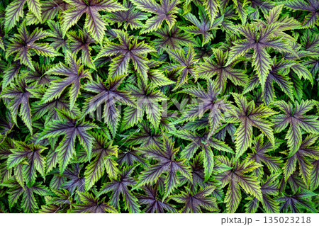 Green Cover Of Colorful Meadowsweet - Filipendula multijuga - In A Botanic Garden 135023218