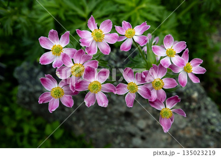 Colorful Blossoms Of Windflower - Anemone fasciculata - In A Botanic Garden Colorful Blossoms Of Windflower - Anemone fasciculata - In A Botanic Garden 135023219