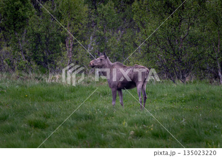 Single Moose Grazes On Natural Pasture On Andoya Island Of Lofoten In Norway 135023220