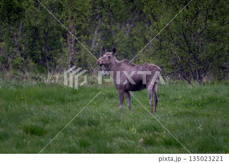 Single Moose Grazes On Natural Pasture On Andoya Island Of Lofoten In Norway 135023221