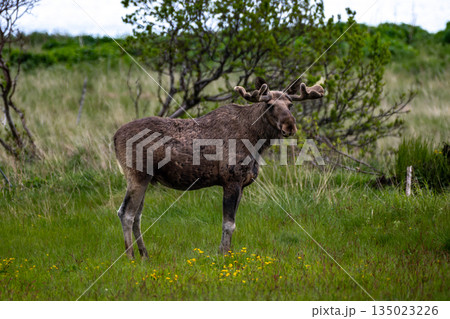 Single Moose Bull On Natural Pasture On Andoya Island Of Lofoten In Norway Single Moose Bull On Natural Pasture On Andoya Island Of Lofoten In Norway 135023226